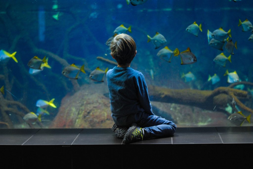 Boy at an aquarium
